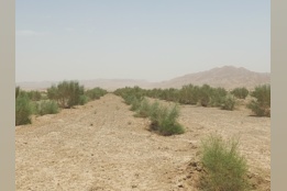 بیابان