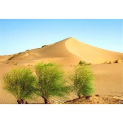 مساحت پدیده‌های بیابانی**4592724**هکتار