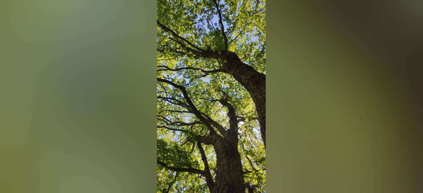 جنگل زیبای فینسک شهرستان مهدیشهر