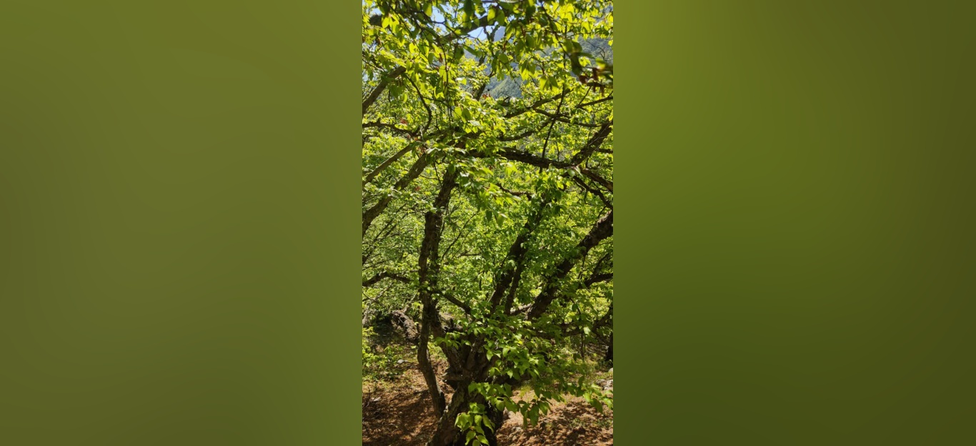 جنگل زیبای فینسک شهرستان مهدیشهر