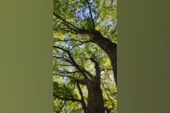 جنگل زیبای فینسک شهرستان مهدیشهر