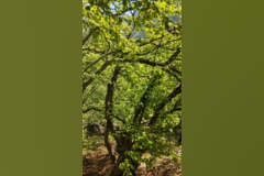 جنگل زیبای فینسک شهرستان مهدیشهر