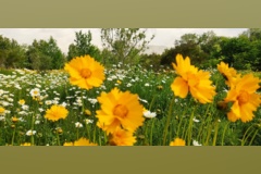 گالری عکس های باغ گیاهشناسی ایران