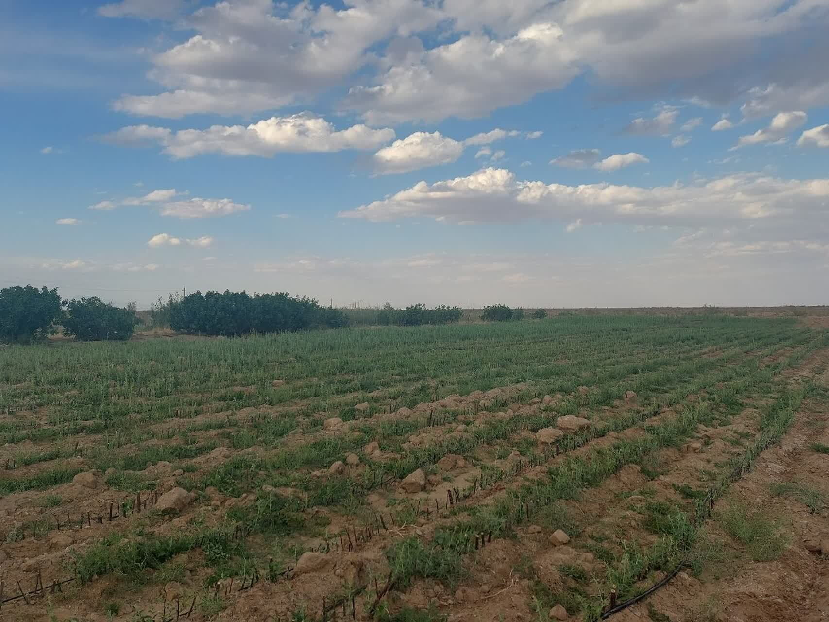 بیابان