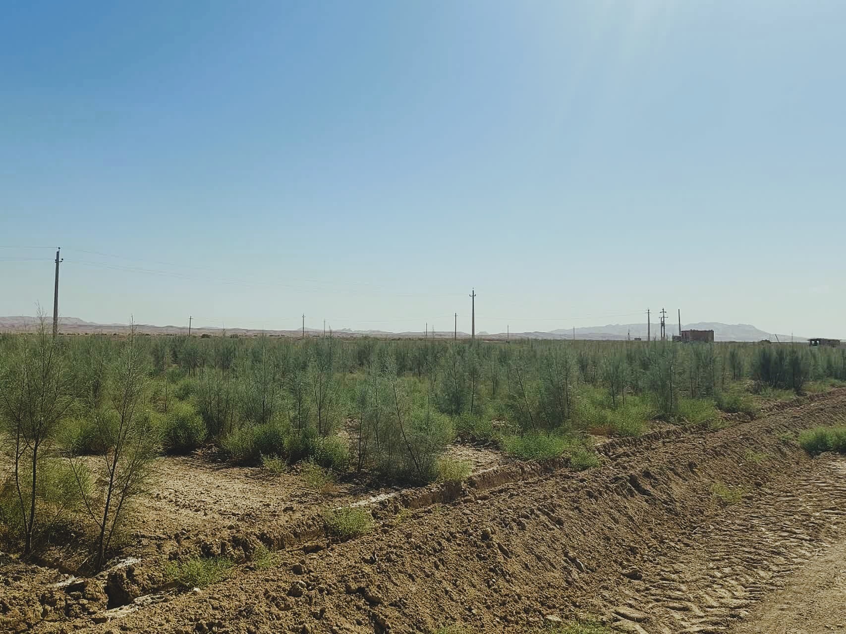 بیابان