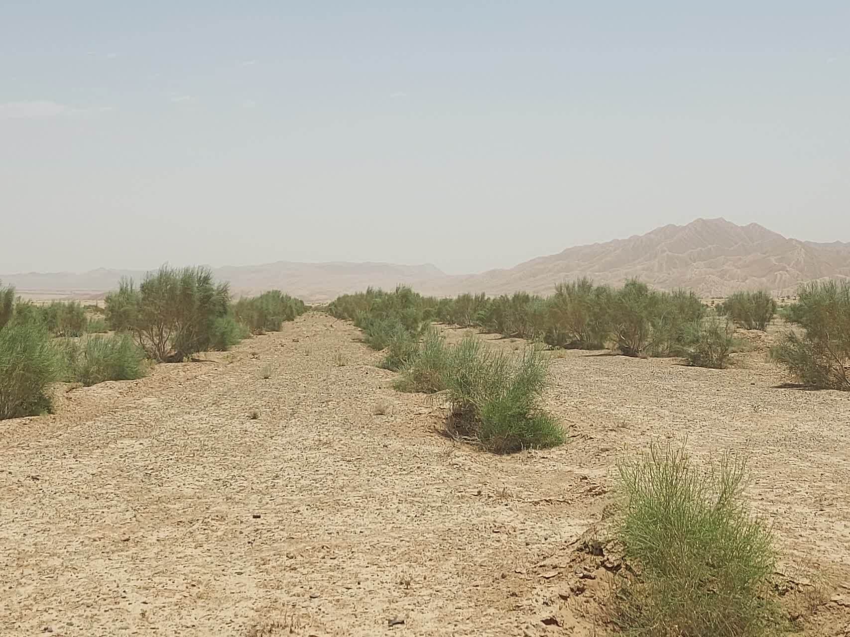 بیابان