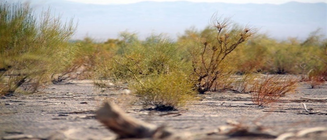 بیابان تا کوهستان؛ ثبت هشت هزار نمونه گیاهی در بانک ژنتیکی سمنان