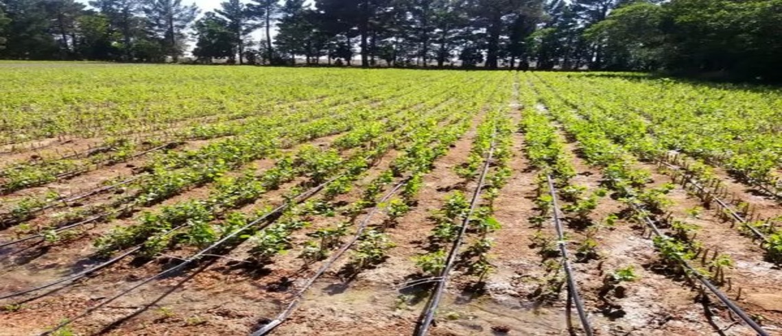 توزیع دو میلیون اصله نهال در استان سمنان همزمان با هفته منابع طبیعی