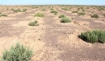 عملیات کنترل هرزآب در ۳۷۵ هکتار از اراضی بیابانی سمنان اجرا شد 