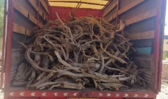 کشف محموله قاچاق چوب در شهرستان شاهرود