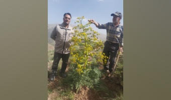 بازدید از مراتع اژگو شهرستان مهدیشهر توسط مسئول بهره برداری اداره کل