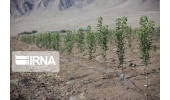یک میلیون اصله نهال مثمر در استان سمنان توزیع شد