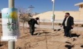 ۳۵۰ هزار اصله نهال در شاهرود توزیع شد