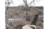لو رفتن محل دپوی چوب های تاغ قاچاق درشهرستان  سمنان