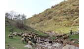 ورود دامداران فاقد پروانه چرا به عرصه مراتع استان سمنان ممنوع است