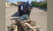 کشف 410کیلو گرم چوب تاغ توسط نیروی انتظامی و نیروی حفاظت شهرستان سمنان مورخ 1405/2/12