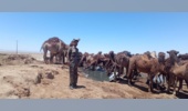 بررسی گزارش دام غیر مجاز در منطقه سرکویر توسط یگان حفاظت امیرآباد