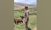 گشت و سرکشی در مرتع بغنه بزرگ شرقی