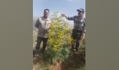بازدید از مراتع اژگو شهرستان مهدیشهر توسط مسئول بهره برداری اداره کل