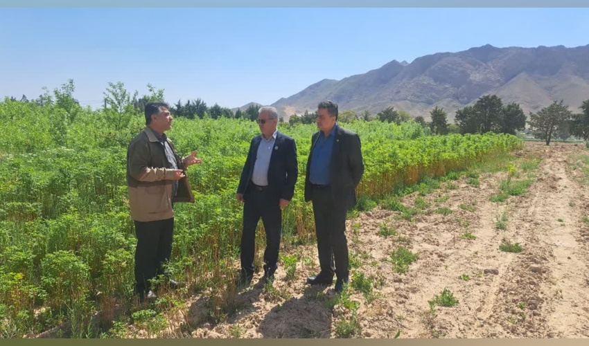 بازدید مدیر کل امور عشایری استان سمنان و مدیر کل منابع طبیعی و آبخیزداری استان سمنان از نهالستان چغولگیر شاهرود