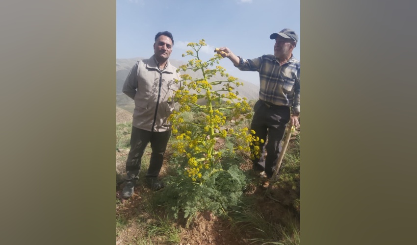 بازدید از مراتع اژگو شهرستان مهدیشهر توسط مسئول بهره برداری اداره کل
