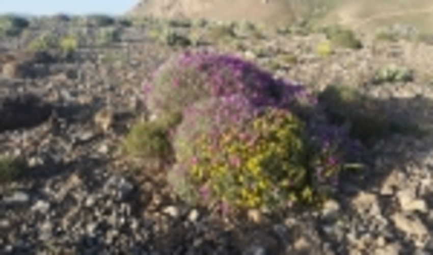  کشت گیاهان دارویی در سمنان ظرفیتی که باید جدی گرفته شود