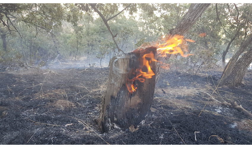 تأکید بر اجرای بهینه طرح‌های فنی حفاظتی / اشتغالزایی با زراعت چوب