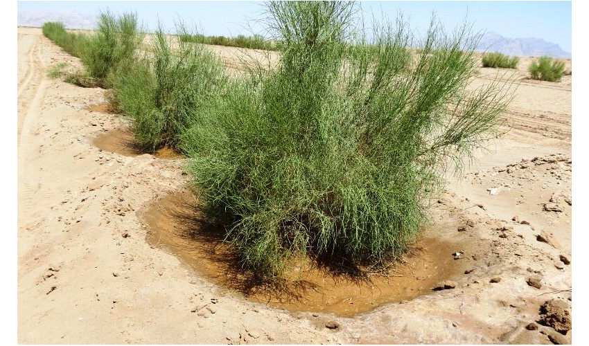 آغاز مدیریت هرزآب با یک میلیارد تومان اعتبار در خارتوران شاهرود 