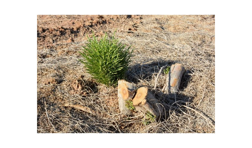 آلودگی ۶۰۰۰ هکتار تاغ زارهای شهرستان سمنان به بیماری سفیدک 