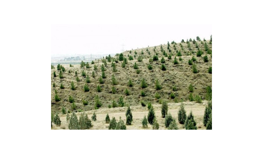 غنی‌سازی و توسعه جنگلی ابر و رودبارک/ آتش‌سوزی بلای جان جنگل‌ها در این فصل 