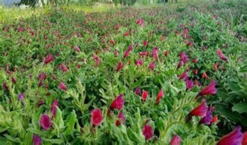 حفر کانال‌های حفاظتی برای جنگل‌ها و تاغزارهای دست‌کاشت سمنان