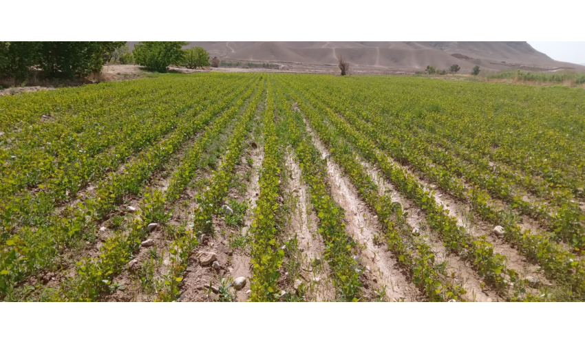 تجلیل از 171 برگزیده کشارورزی و منابع‌طبیعی با حضور رئیس جمهور و وزیر جهاد کشاورزی