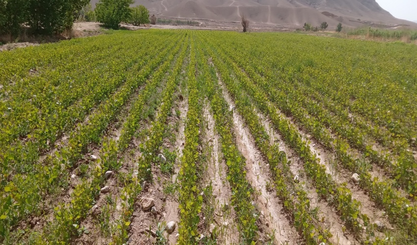 تولید نهال در نهالستان چغولگیر شهرستان شاهرود در سال جاری