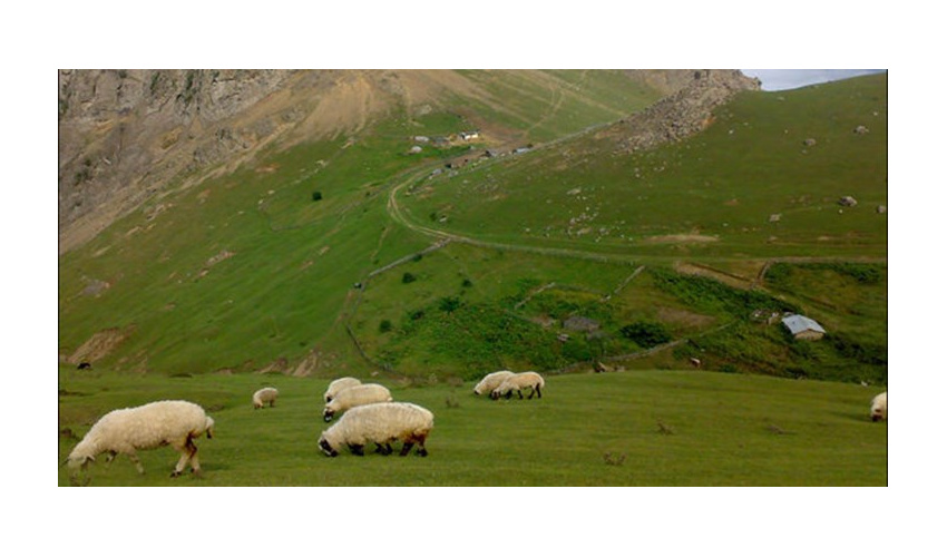 خشکسالی تولید علوفه در استان سمنان را کاهش داد