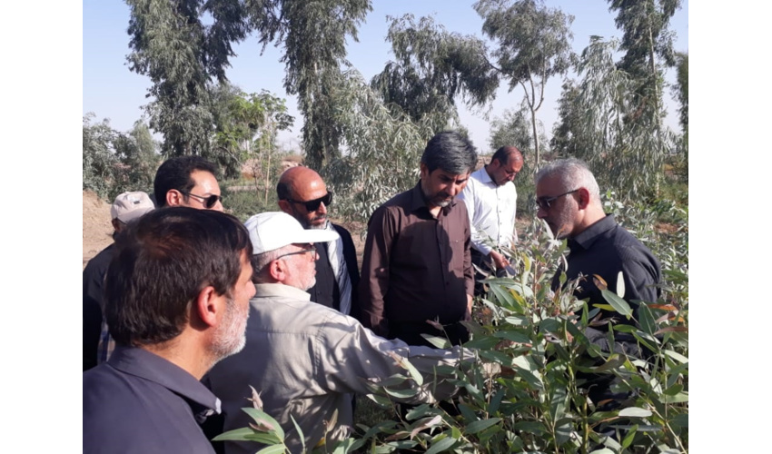 برنامه‌ریزی برای کاشت یک میلیارد نهال در کشور تا ۴ سال آینده