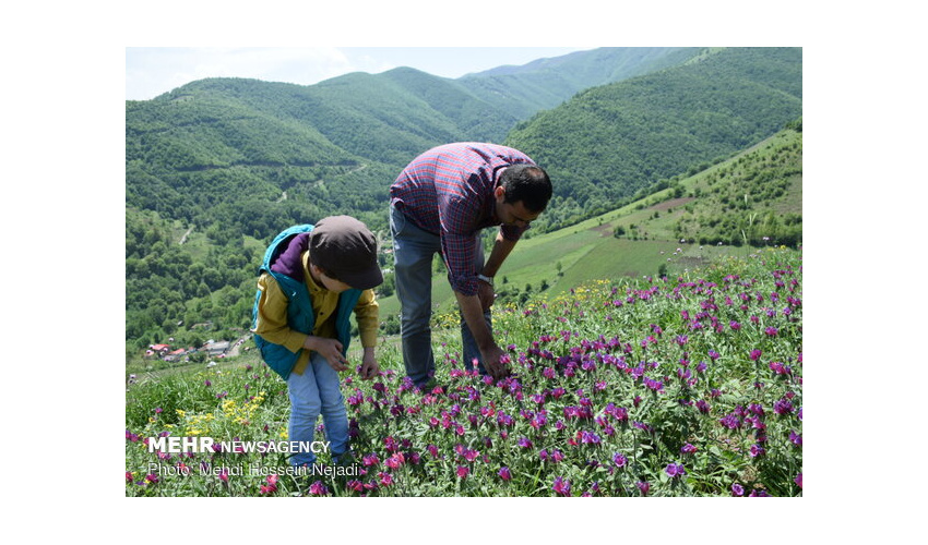324هزار میلیارد تومان درآمدزایی با اجرای طرح بهبود پوشش گیاهی و تولید علوفه در مراتع کشور 