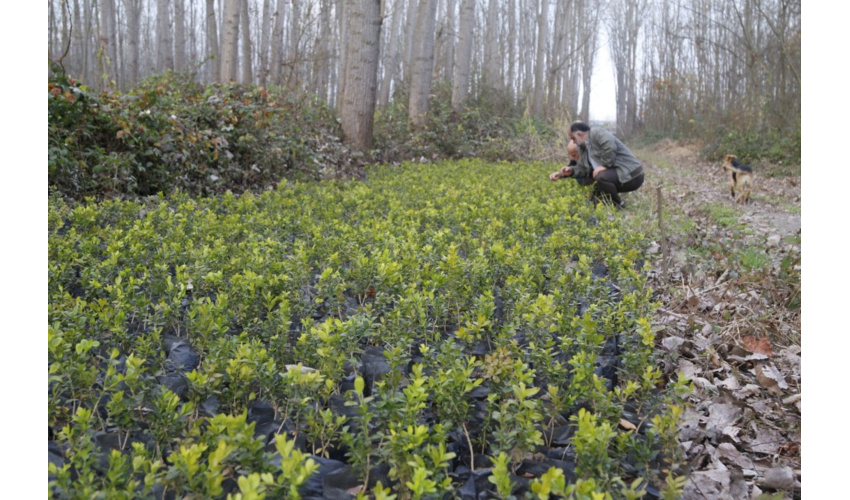 بررسی وضعیت تولید نهال در شمال کشور