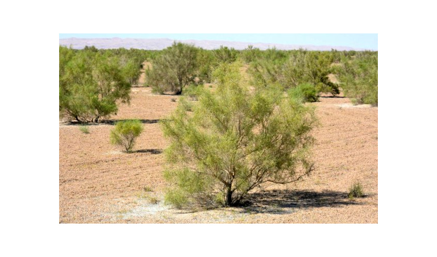 مقابله با شپشک تاغ اراضی بیابانی استان سمنان نیازمند اعتبار است 