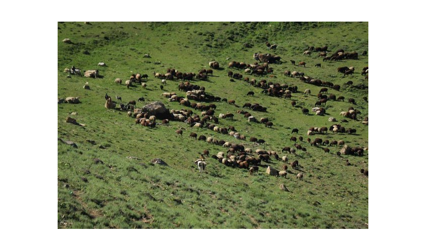 تهیه طرح مرتع‌داری و مدیریت چرا، اولویت مهم سازمان منابع طبیعی کشور است