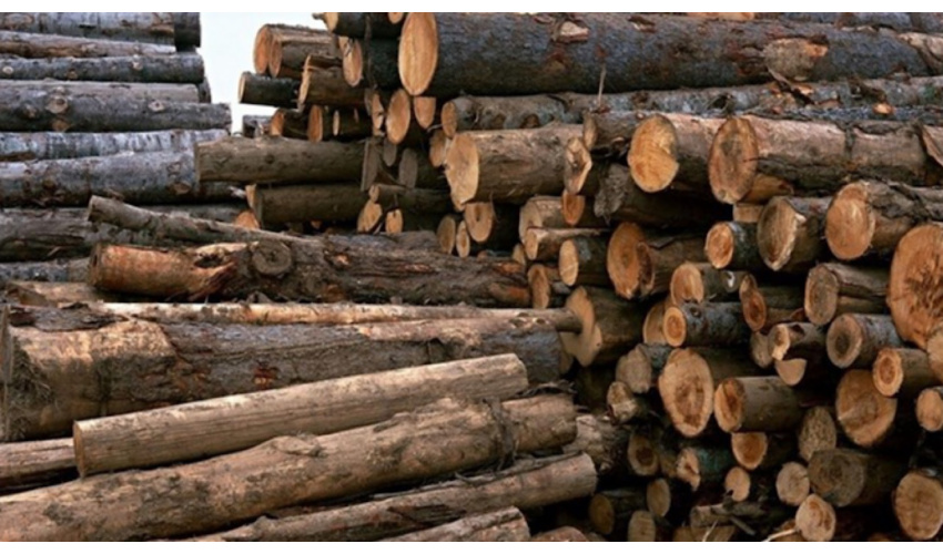 کشف ۱۷۰۰ کیلوگرم چوب گردوی بدون مجوز حمل درشهرستان سرخه 