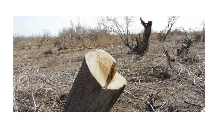 کشف بیش از ۳ تن چوب تاغ قاچاق در میامی/ ۷ قاچاقچی دستگیر شدند 