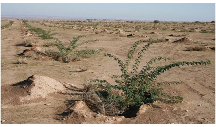 ۸۰۰ میلیون تومان اعتبار برای نهالکاری منطقه جیلان شاهرود هزینه شد 