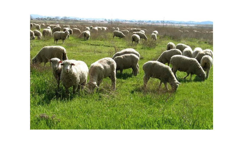 طرح های مرتعداری تلفیقی در دستور کار سازمان منابع طبیعی 