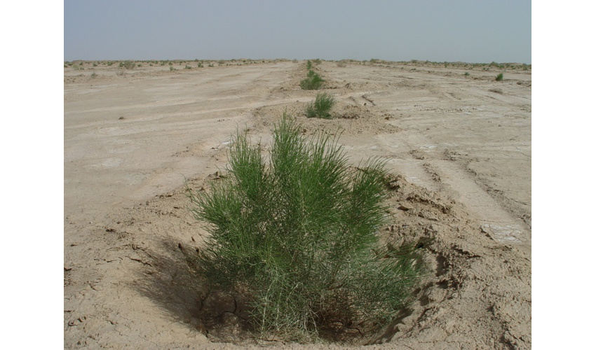 ارزیابی سیاست های وزارت جهاد کشاورزی در مقابله با بیابانزایی 