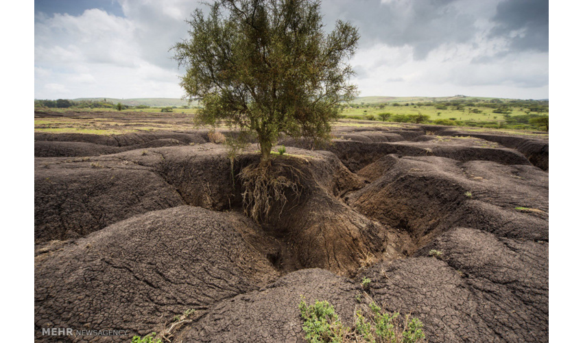 گشت‌های شبانه برای حفظ تاغزار‌های شهرستان  دامغان 