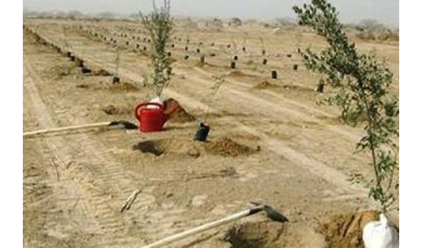 ۷۰ تن چوب تاغ قاچاق در استان سمنان کشف شد