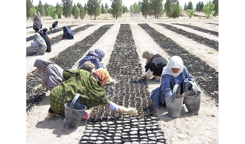 سایه روشن های طرح نهضت جهادی تولید و کاشت یک میلیارد نهال در کشور