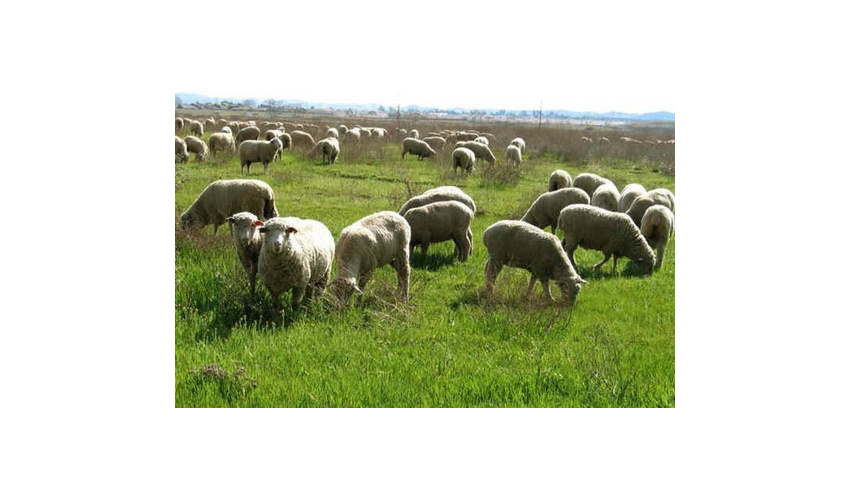 مراتع شهرستان آرادان دارای 510 خانوار عشایری و دارای ظرفیت 11 هزار واحد دامی  تعلیف دام