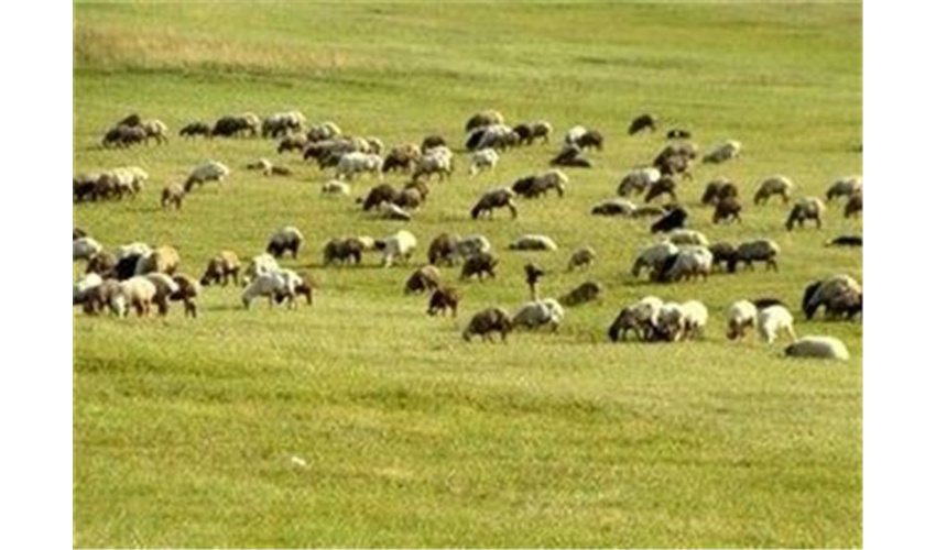بهره‌وری مراتع استان سمنان افزایش می‌یابد 