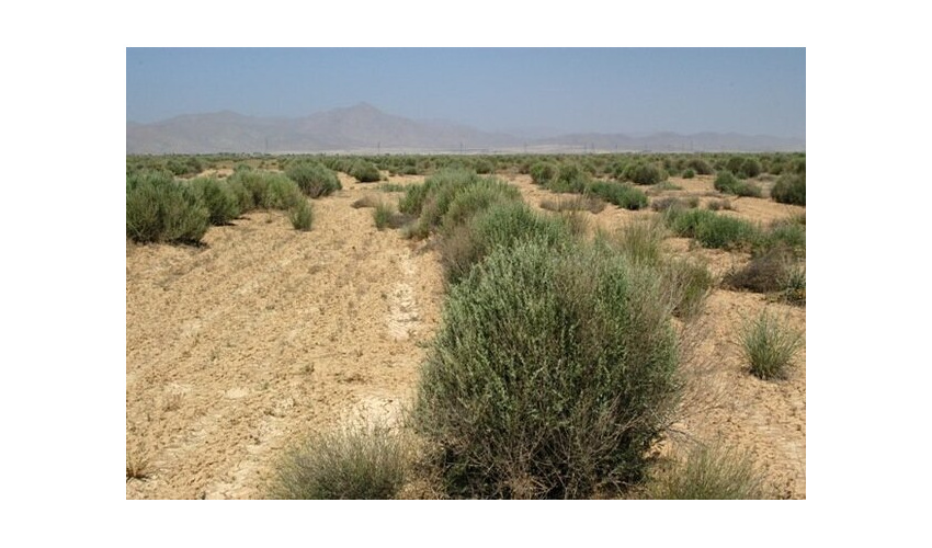 آغاز طرح مبارزه با بیماری سالک در شهرستان دامغان 